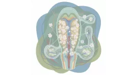 Сила эрекции и фибробласты: давайте увеличим их количество