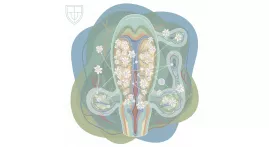 Сила эрекции и фибробласты: давайте увеличим их количество