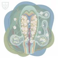 Сила эрекции и фибробласты: давайте увеличим их количество