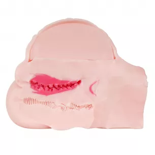 Мастурбатор беременная женщина Pregnant Belly DX Botehara